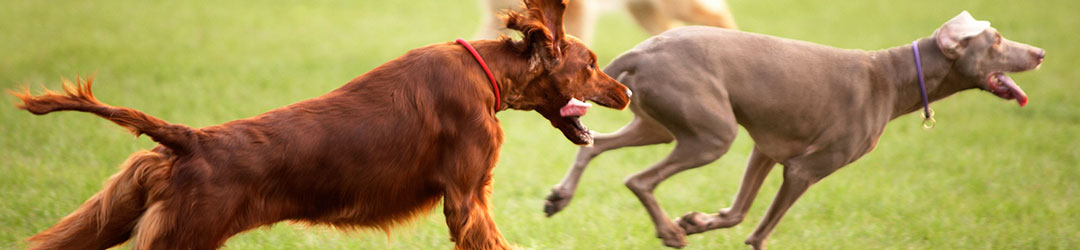 Illinois State Veterinary Medical Association within the Springfield Region