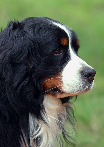 Illinois State Veterinary Medical Association within the Springfield Region