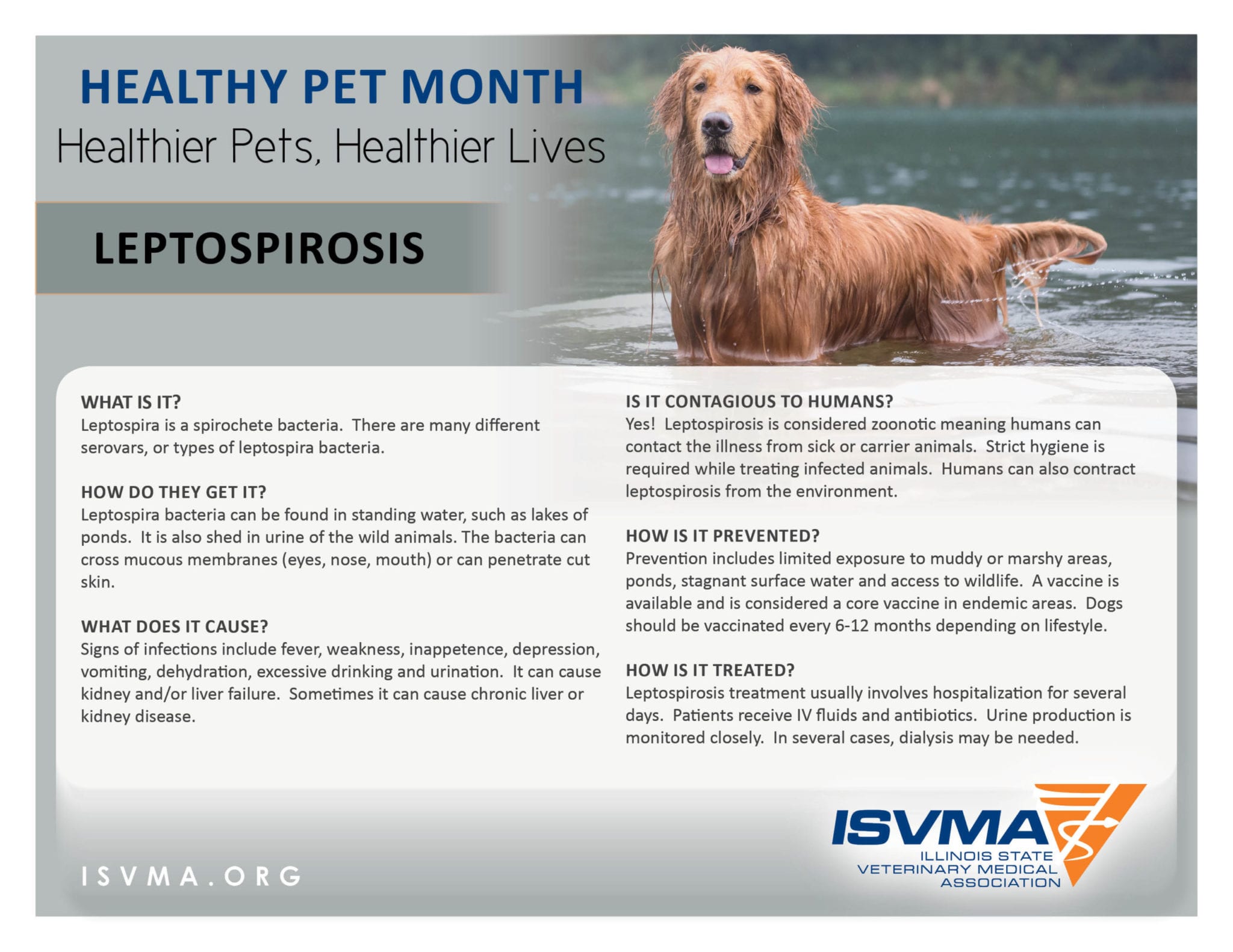 HPM_LEPTOSPIROSIS - Illinois State Veterinary Medical Association